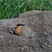 Malagasy Kingfisher